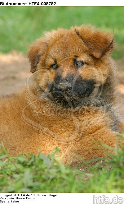 Harzer Fuchs Welpe / Harzer Fuchs puppy / HTFA-008782