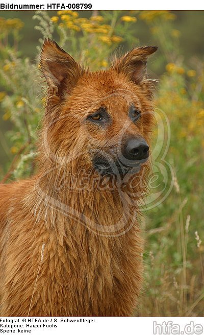 Harzer Fuchs Portrait / HTFA-008799