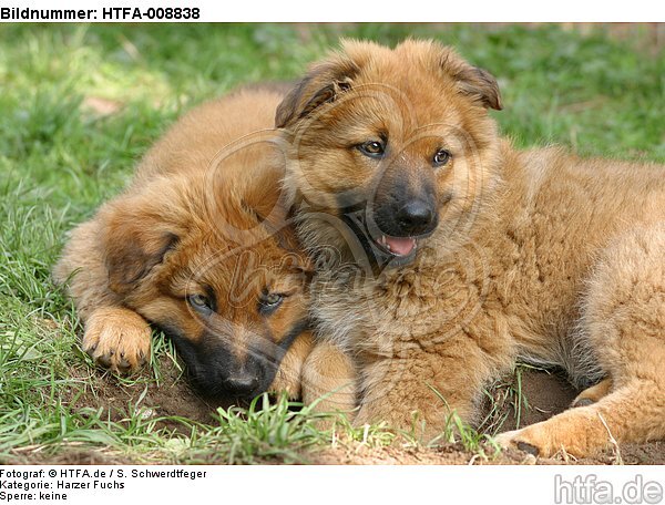 Harzer Fuchs Welpen / Harzer Fuchs puppies / HTFA-008838