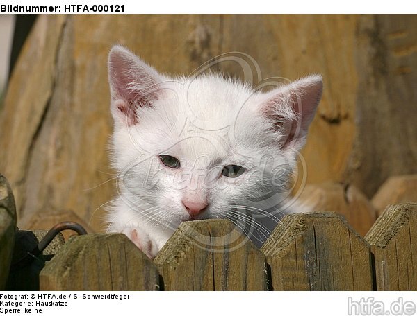 Kätzchen Portrait / kitten portrait / HTFA-000121