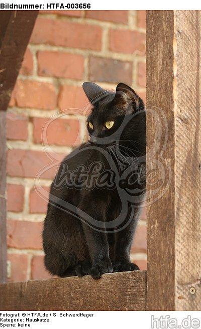 Hauskatze / domestic cat / HTFA-003656