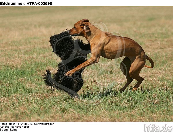 Havaneser und Rhodesian Ridgeback / Havaneser and Rhodesian Ridgeback / HTFA-003596