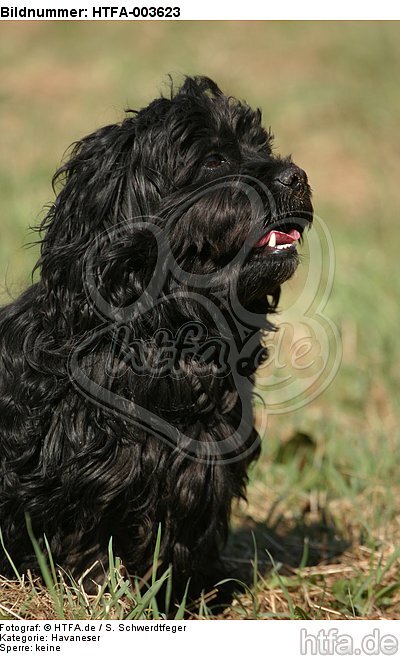 Havaneser / Havanese / HTFA-003623