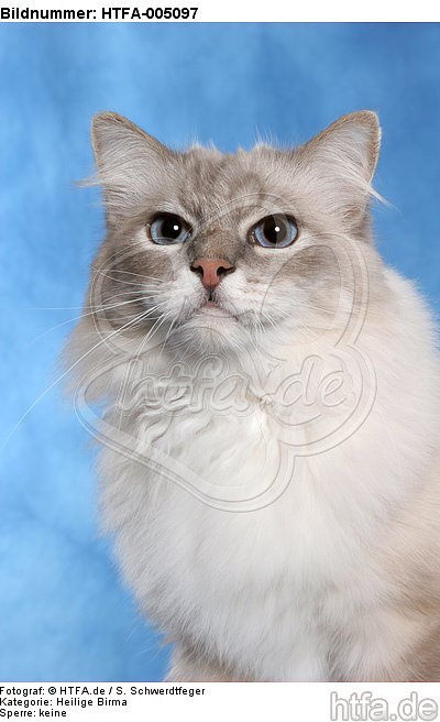 Heilige Birma / sacred birman / HTFA-005097