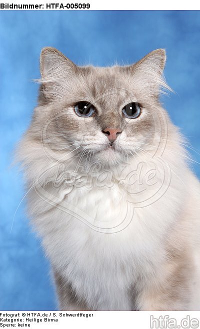 Heilige Birma / sacred birman / HTFA-005099