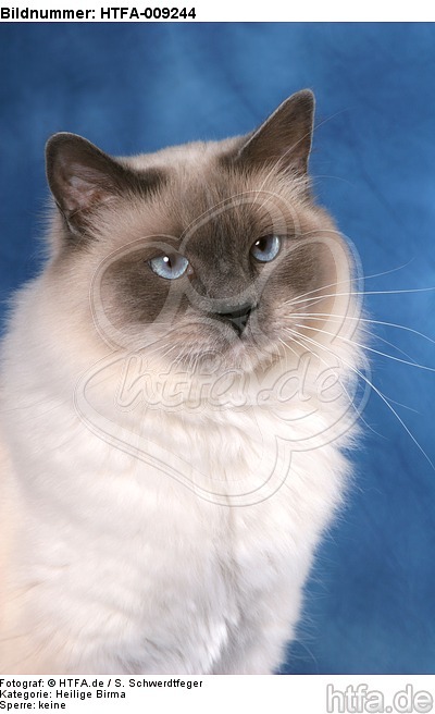 Heilige Birma Portrait / Sacred Birman portrait / HTFA-009244