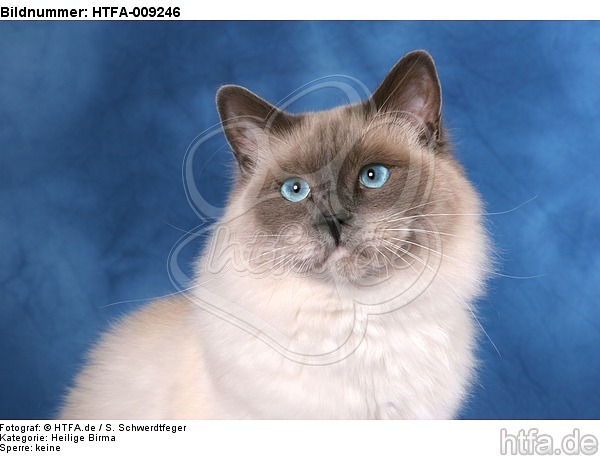 Heilige Birma Portrait / Sacred Birman portrait / HTFA-009246