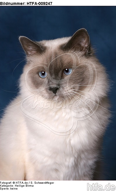 Heilige Birma Portrait / Sacred Birman portrait / HTFA-009247