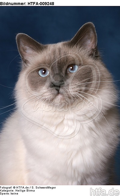 Heilige Birma Portrait / Sacred Birman portrait / HTFA-009248