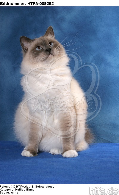 sitzende Heilige Birma / sitting Sacred Birman / HTFA-009252