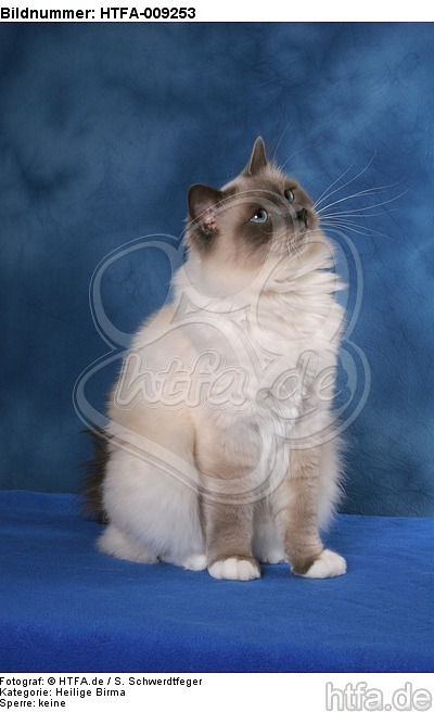 sitzende Heilige Birma / sitting Sacred Birman / HTFA-009253