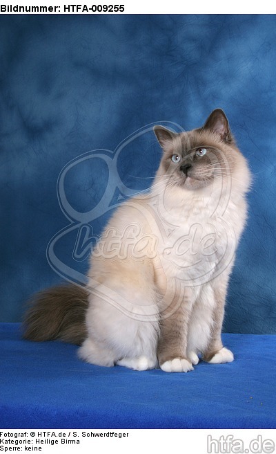 sitzende Heilige Birma / sitting Sacred Birman / HTFA-009255