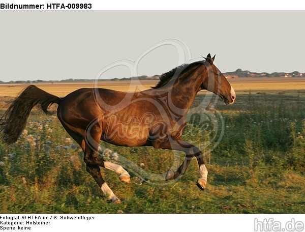 galoppierender Holsteiner / galloping Holsteiner / HTFA-009983