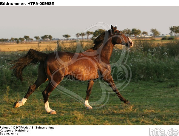 galoppierender Holsteiner / galloping Holsteiner / HTFA-009985
