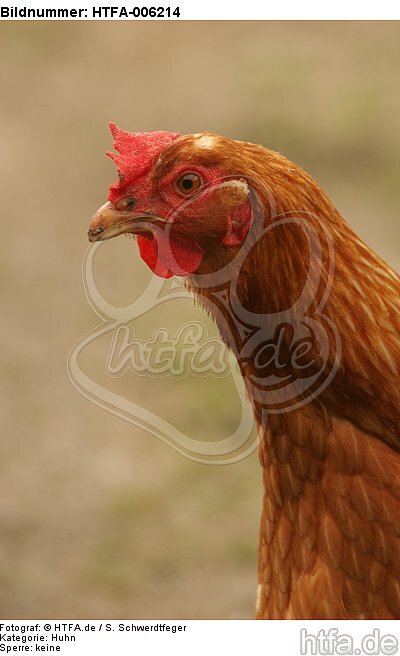 Huhn / chicken / HTFA-006214