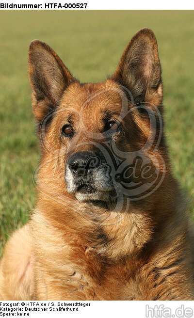 Deutscher Schäferhund Portrait / german shepherd portrait / HTFA-000527