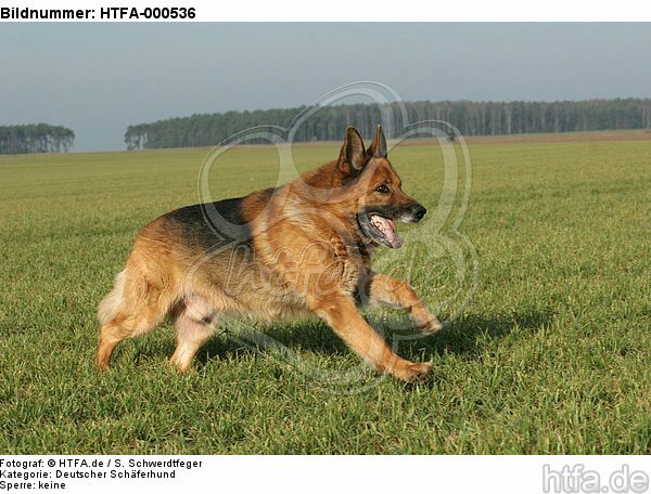 rennender Deutscher Schäferhund / running German Shepherd / HTFA-000536