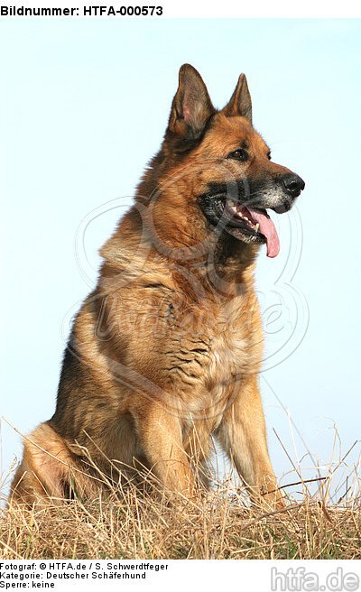 sitzender Deutscher Schäferhund / sitting German Shepherd / HTFA-000573