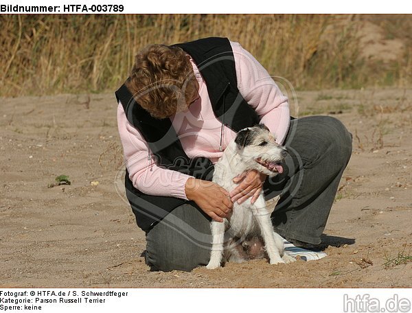 Parson Russell Terrier / HTFA-003789