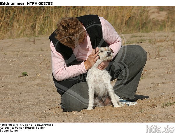 Parson Russell Terrier / HTFA-003793