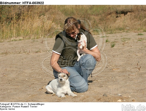 Parson Russell Terrier / HTFA-003922