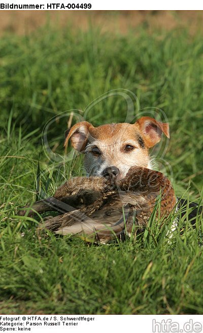 Parson Russell Terrier / HTFA-004499