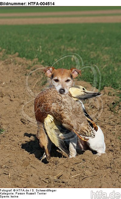 Parson Russell Terrier / HTFA-004514