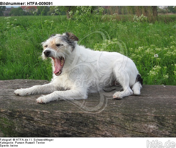 gähnender Parson Russell Terrier / yawning PRT / HTFA-009091