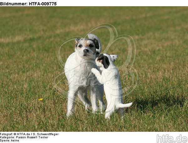 spielende Parson Russell Terrier / playing PRT / HTFA-009775