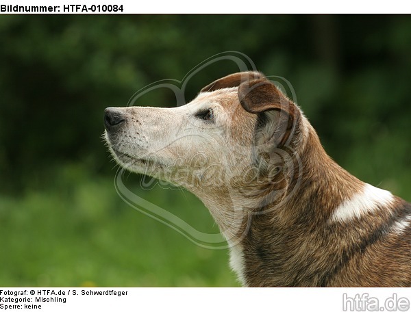 Mischling Portrait / mongrel portrait / HTFA-010084