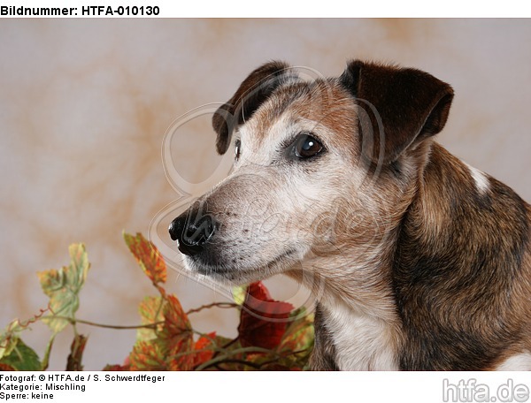 Mischling Portrait / mongrel portrait / HTFA-010130