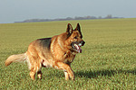 laufender Deutscher Schäferhund / walking german shepherd