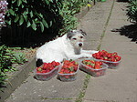 Parson Russell Terrier im Garten / PRT in garden