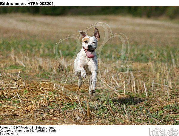 rennender American Staffordshire Terrier / running american staffordshire terrier / HTFA-008201