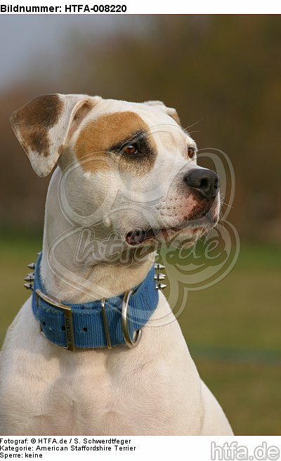 American Staffordshire Terrier Portrait / HTFA-008220
