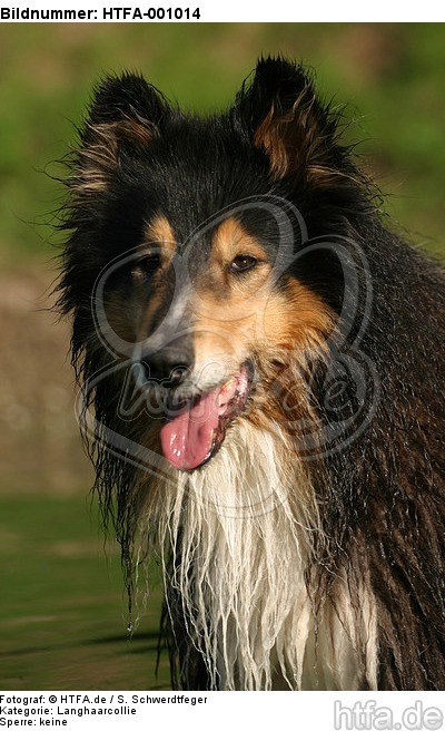 Langhaarcollie Portrait / longhaired collie portrait / HTFA-001014