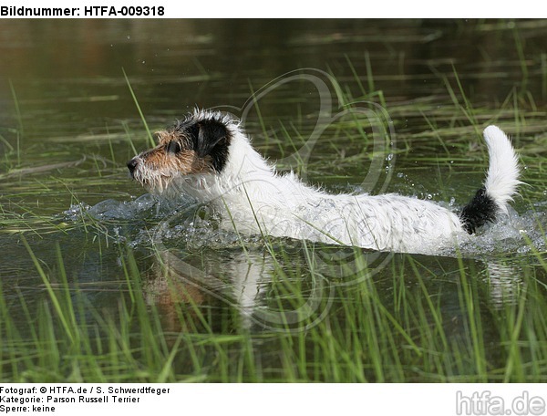 schwimmender Parson Russell Terrier / swimming PRT / HTFA-009318