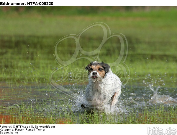 rennender Parson Russell Terrier / running PRT / HTFA-009320