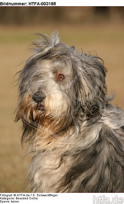 Bearded Collie / HTFA-003185