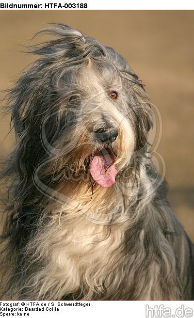 Bearded Collie / HTFA-003188