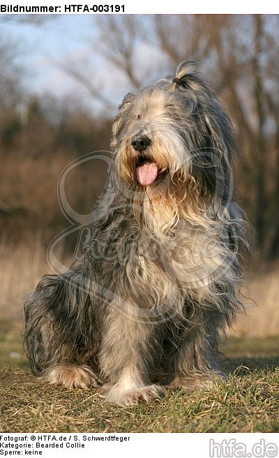 Bearded Collie / HTFA-003191