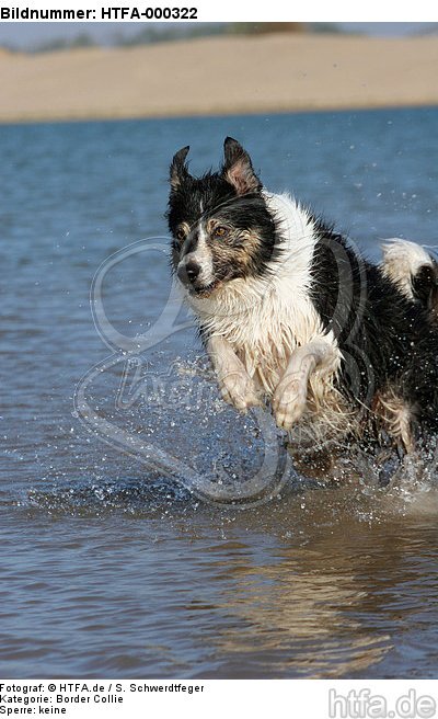 Border Collie rennt durchs Wasser / running Border Collie / HTFA-000322