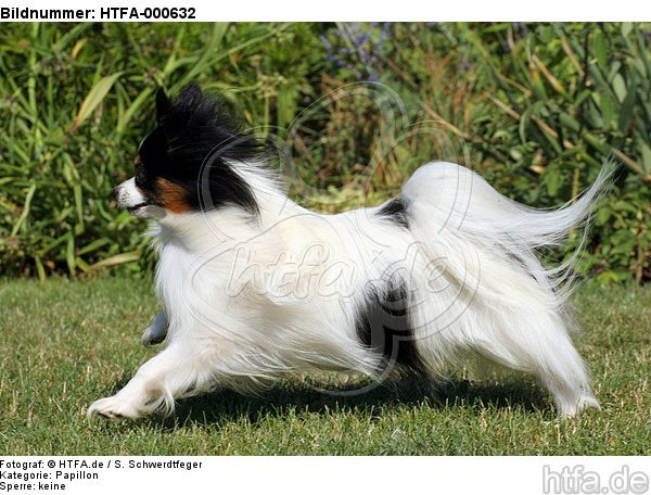 rennender Papillon / running Papillon / HTFA-000632