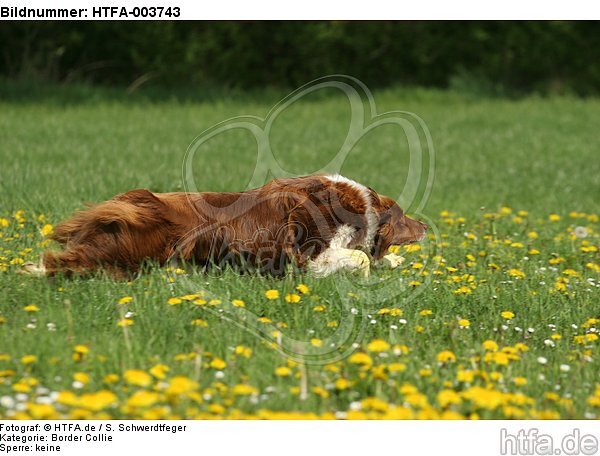 Border Collie / HTFA-003743