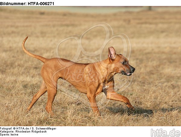 Rhodesian Ridgeback / HTFA-006271