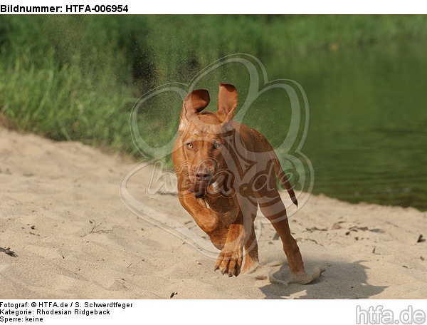 Rhodesian Ridgeback / HTFA-006954