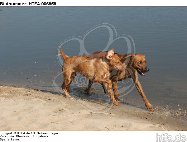 Rhodesian Ridgeback / HTFA-006959