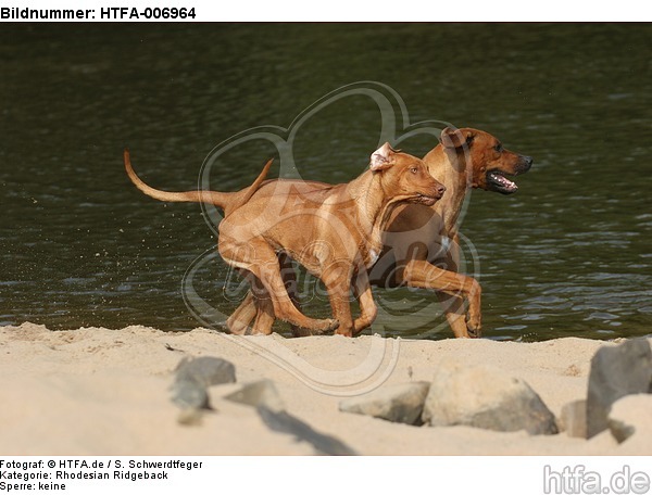 Rhodesian Ridgeback / HTFA-006964