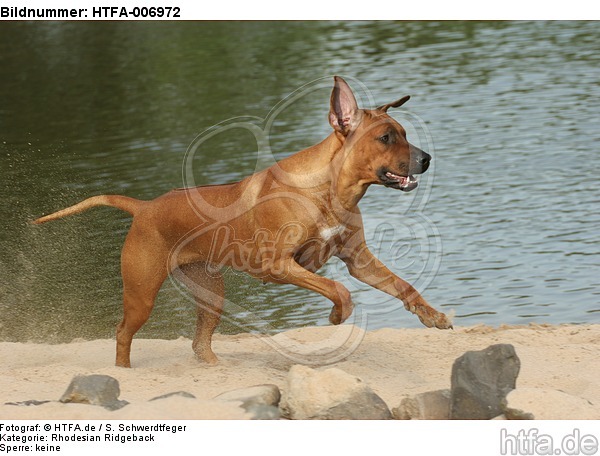 Rhodesian Ridgeback / HTFA-006972