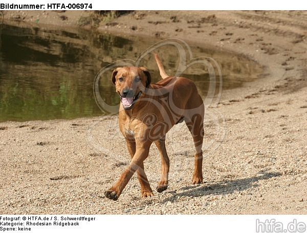 Rhodesian Ridgeback / HTFA-006974